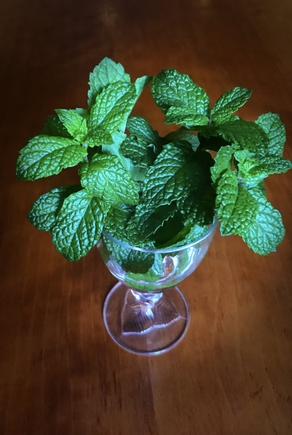 薄荷药草图片下载