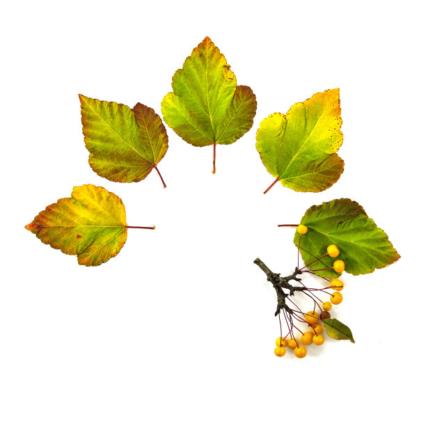 五颜六色的秋叶围成一圈，橘黄色的伞形浆果图片下载