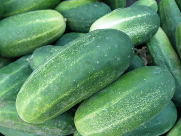 农贸市场的黄瓜图片下载