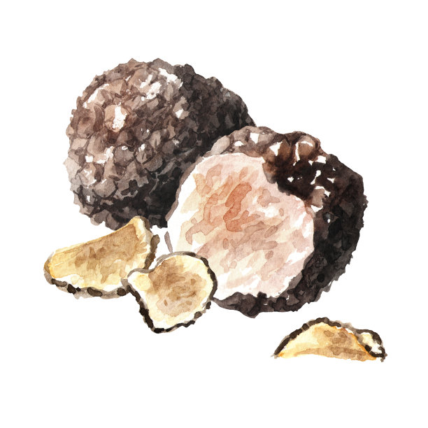 黑松露蘑菇和干片，水彩手绘插图，孤立在白色背景图片下载