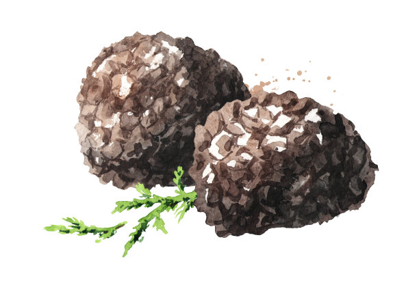 黑松露蘑菇与森林青苔枝，水彩手绘插图，孤立在白色背景图片下载