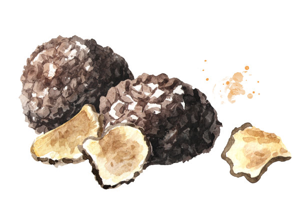 黑松露蘑菇和干片，水彩手绘插图孤立的白色背景图片下载