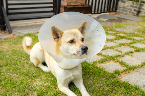 小狗与塑料颈圈图片下载