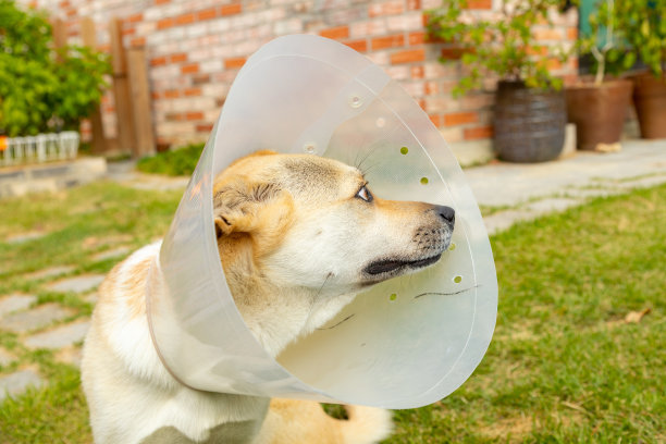 小狗与塑料颈圈图片下载