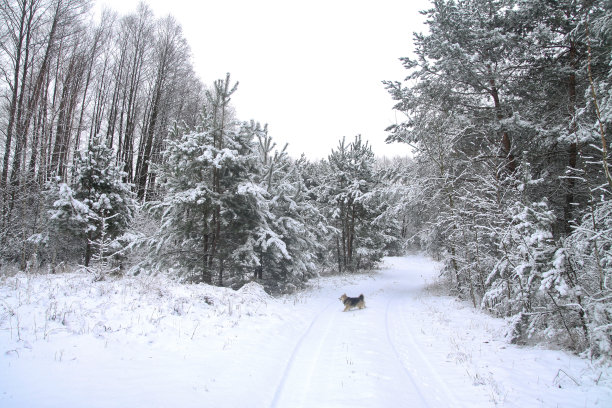 雪林里美丽的冬季景色。美丽的圣诞树在雪堆和雪花中。新年的库存照片图片下载
