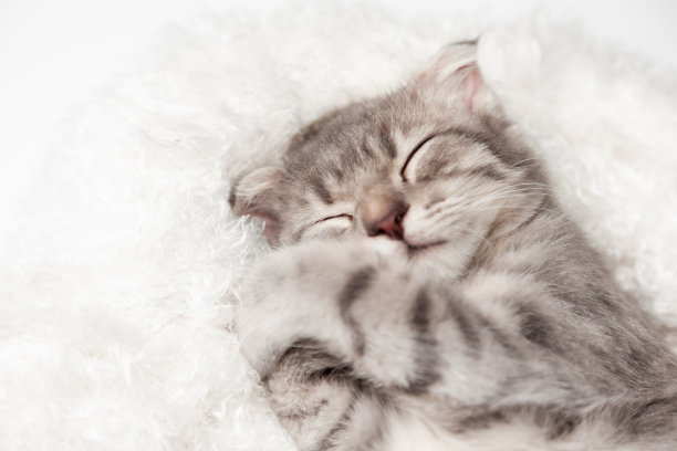 猫喜欢在柔软的床垫旁睡得很好。小苏格兰折猫可爱的姜小猫快乐，可爱舒适的睡觉。爱宠物的概念。图片下载