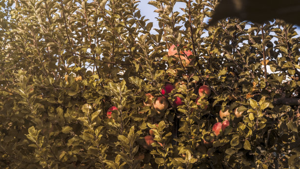 在一个自然的花园中有苹果树和水果图片下载