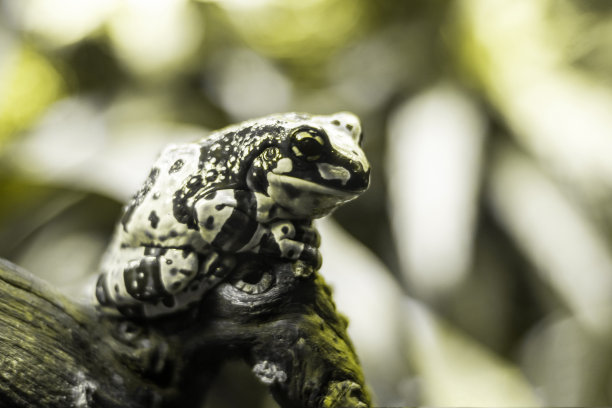 澳大利亚灰色树蛙在石头上。软的焦点。图片下载