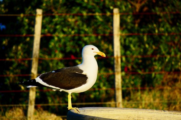 一只成熟的南方黑背海鸥，特写照片。美丽健康的海鸟在乡村环境中。图片下载