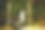 一只成熟的南方黑背海鸥，特写照片。美丽健康的海鸟在乡村环境中。图片下载