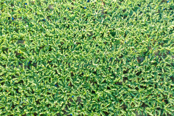 香蕉农场鸟瞰图，绿色的香蕉树正在生长图片下载