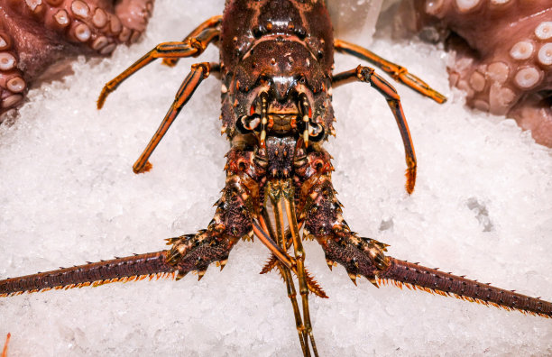 近距离观察大西洋龙虾在寒冷的冰与大胡须图片下载