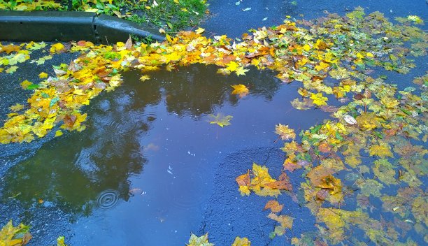 一个水坑，黄色和橙色的枫叶落在沥青上。多雨的秋天背景。雨滴落在水面上。寒冷的天气。副本的空间。图片下载