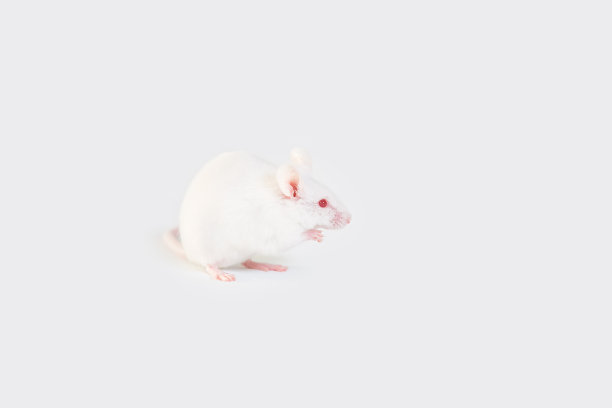 一只白色的实验室老鼠，在白色的背景上长着红色的眼睛图片下载