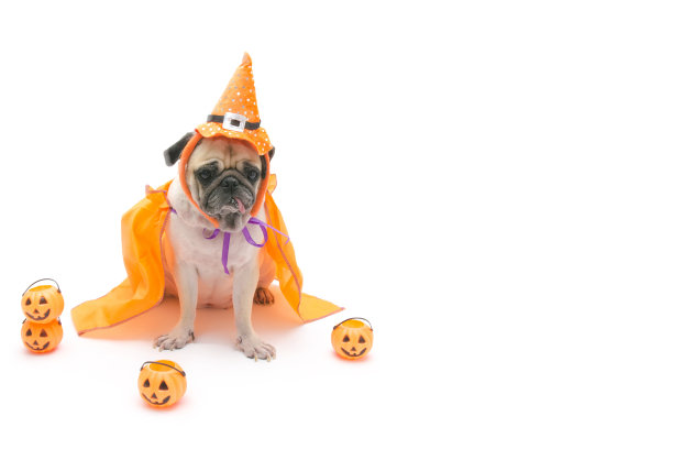 可爱的哈巴狗与万圣节南瓜cosplay看起来孤独和舌头伸出与复制空间图片下载