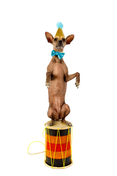 有趣的Xoloitzcuintle狗站在它的后腿上的鼓图片下载