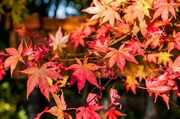 红色的叶子图片下载