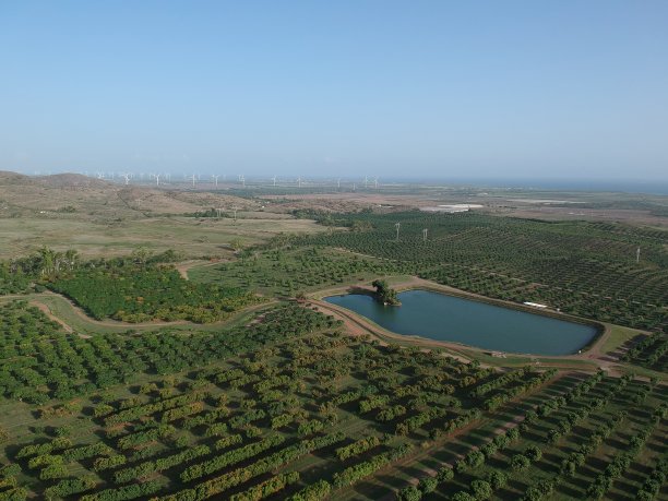 波多黎各的农业图片下载