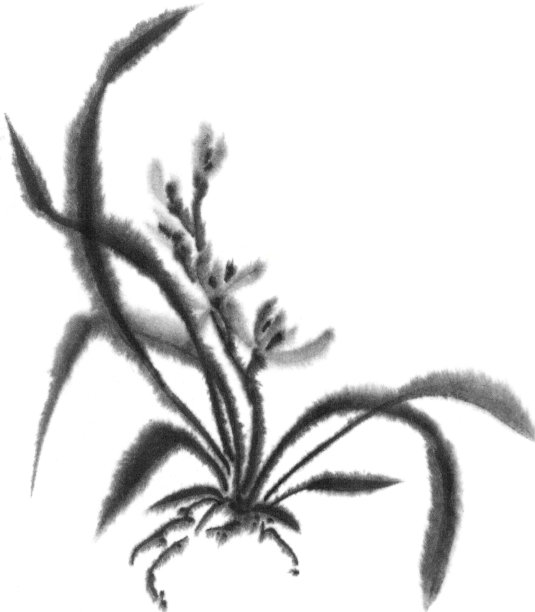 野生兰花。黑白墨图像。中国、日本风格。图形艺术。背景用鲜花。花和叶子。图片下载