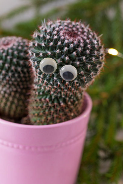 仙人掌与瞪大眼睛，盆栽在粉红色，在冷杉树枝的背景图片下载