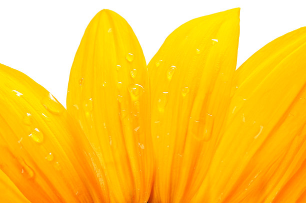 湿向日葵花瓣图片下载