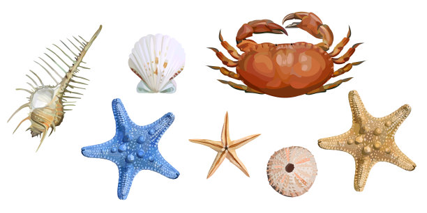 一套贝壳，海星和螃蟹图片下载