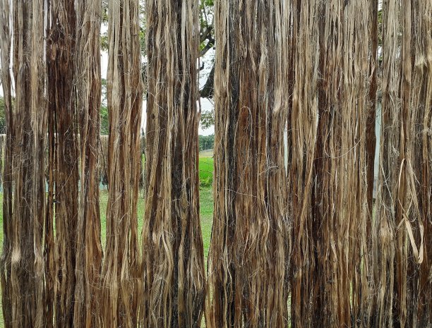 原黄麻纤维挂晒。印度阿萨姆邦的黄麻种植。图片下载