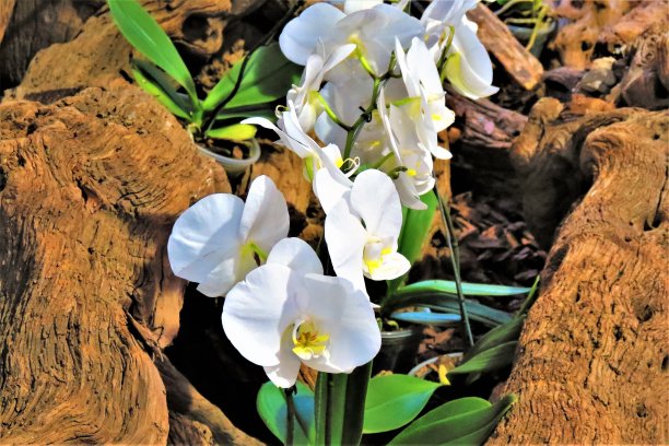 白色的兰花。图片下载