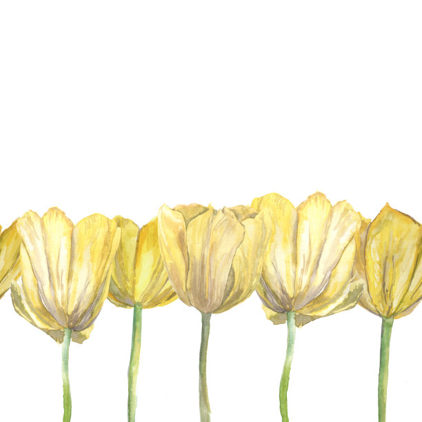 水彩边框与黄色郁金香图片下载