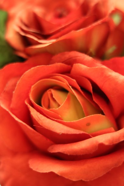 红玫瑰图片下载