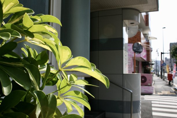 街上鲜艳的绿色图片下载