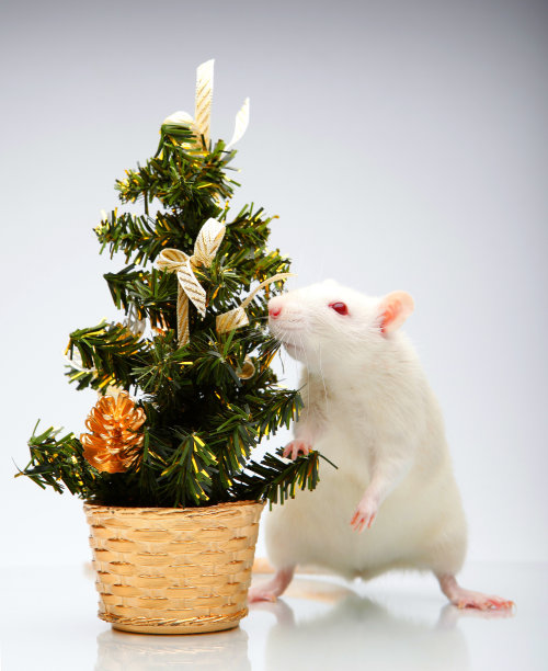 鼠小杉树背景图片下载