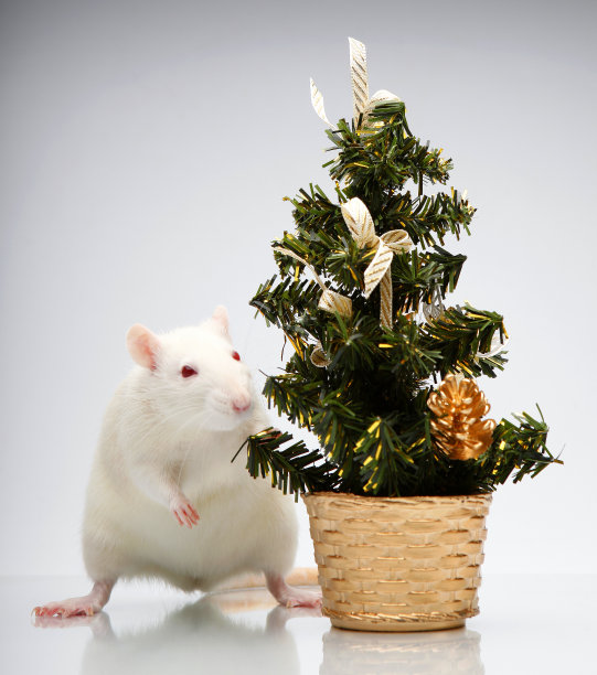 鼠小杉树背景图片下载