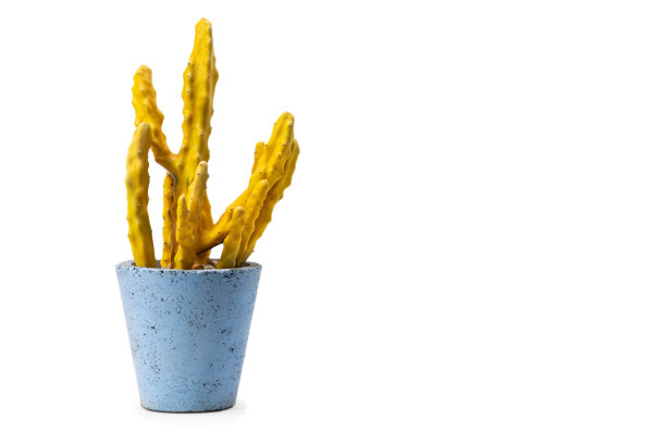 黄色大戟仙人掌房植物在一个蓝色的花盆图片下载