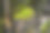 森林里长满苔藓的老树桩图片下载