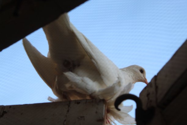 可爱的鸟图片下载