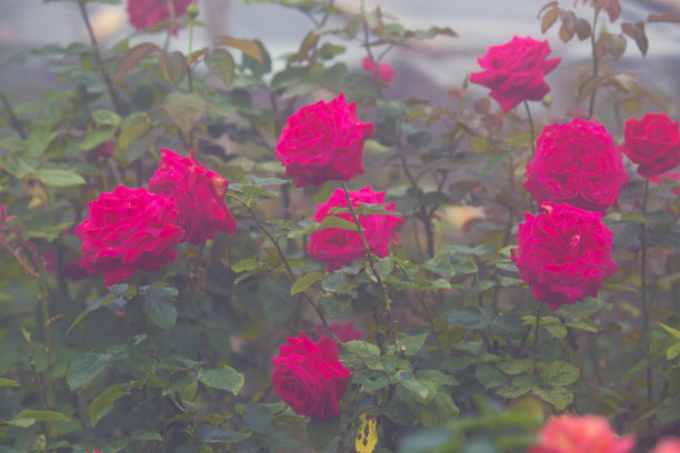 豪华的鲜红玫瑰红星映衬着郁郁葱葱的绿色花园。带露珠的玫瑰花瓣。图片下载