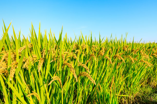 成熟的稻子和白天美丽的天空图片下载