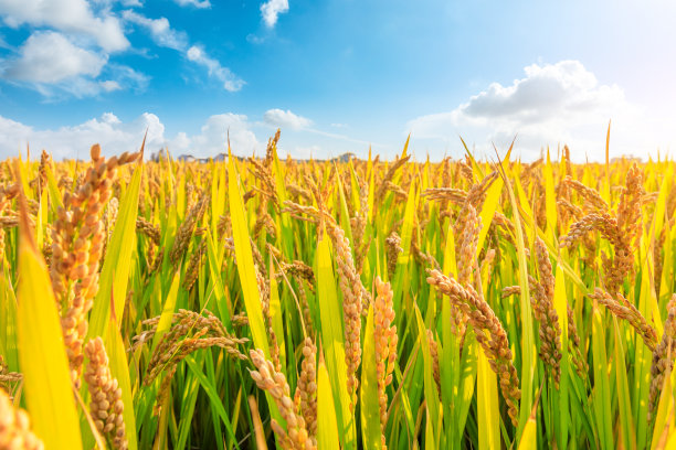 成熟的稻子和白天美丽的天空图片下载