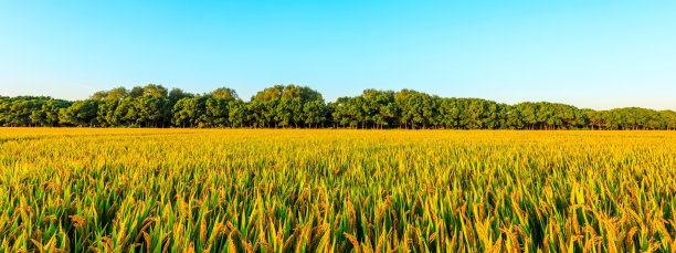 成熟的稻田和蓝天图片下载