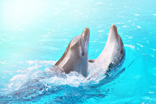 海豚在马戏团表演中跳到游泳池里图片下载