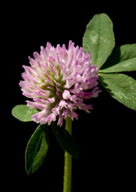 红三叶草，三叶草，红三叶草，开花图片下载