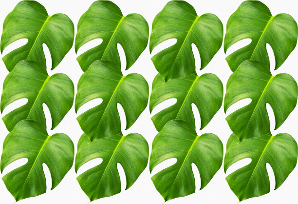 绿色的Monstera叶子又名瑞士奶酪植物孤立包括修剪路径在白色的背景图片下载