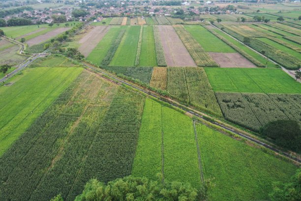 花生田鸟瞰图图片下载
