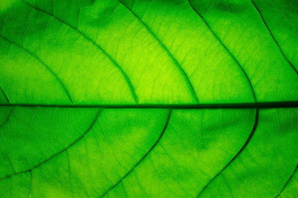 绿叶纹理背景，后面有光。图片下载