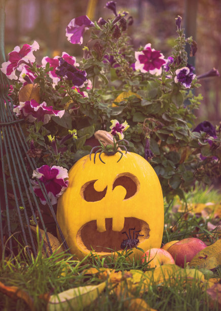 雕刻南瓜灯和秋园。传统的万圣节装饰品图片下载