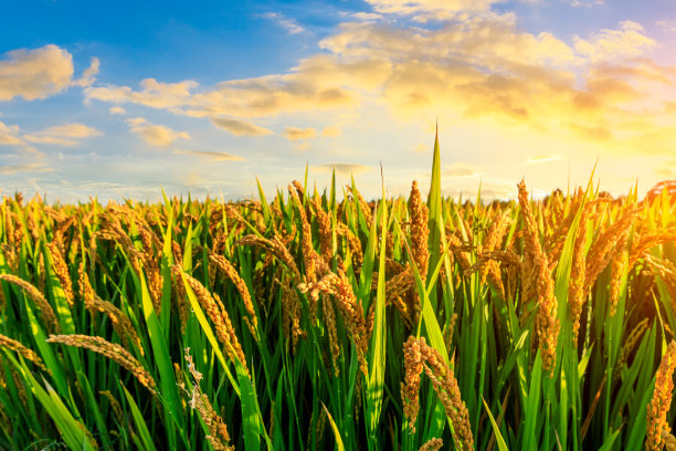 成熟的稻子和美丽的日落天空图片下载