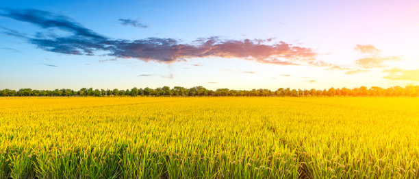 夕阳下，黄色的稻田和美丽的天空图片下载