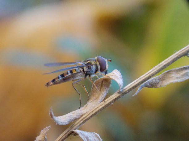 干叶黄蜂图片下载