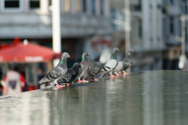 城市鸽子从水池表面喝水图片下载